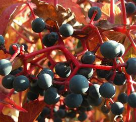   Fruits:   Parthenocissus quinquefolia ; Photo by Willard, flickr.com
